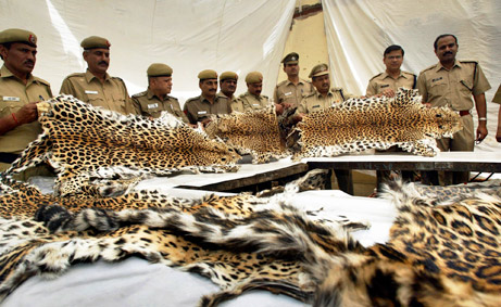 081203-leopard-poaching_big.jpg