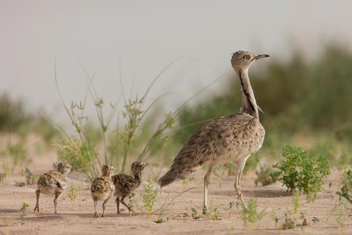 Houbara bustard biology