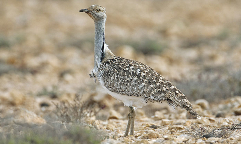 Houbara bustard threats